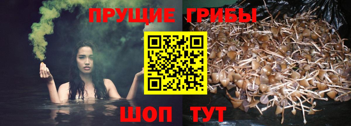 Хасавюрт  что такое   Вход с VPN  Псилоцибиновые грибы Magic Shrooms 